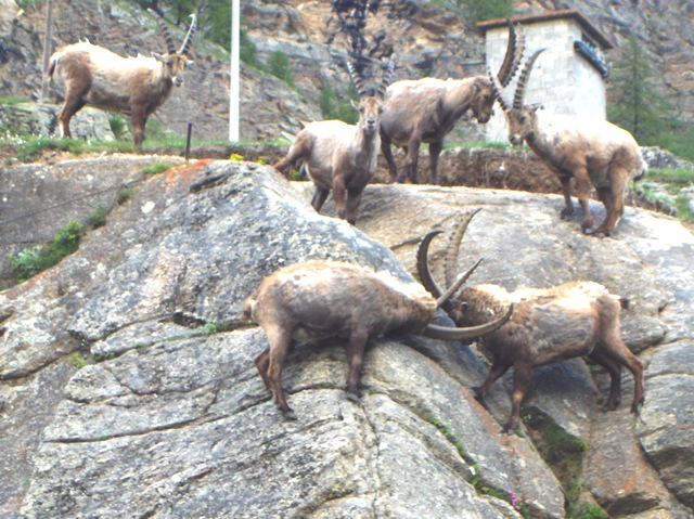 ABITANTI DELLA VALSAVARENCHE , PARCO NAZIONALE GRAN PARADISO